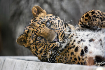 A spotted leopard cub lies and observes the surroundings.