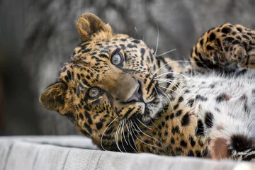 Fotobehang A spotted leopard cub lies and observes the surroundings. © Martin