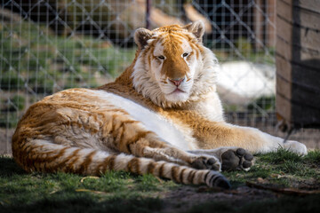 Interestingly colored tiger in a small zoo.