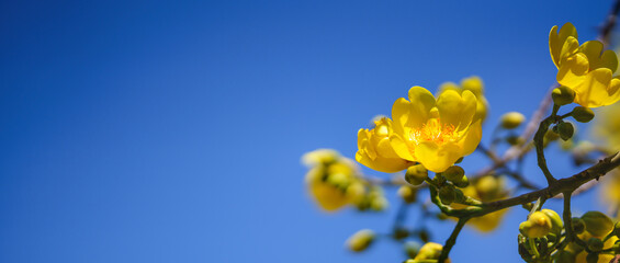 Obraz premium Closeup of nature yellow flower on blue sky background under sunlight with bokeh and copy space using as background natural plants landscape, ecology cover page concept.