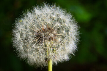 Löwenzahn - Pusteblume