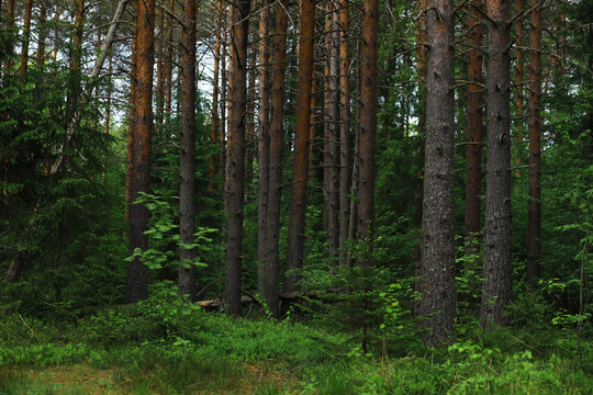 Fir branches with cones. Pinery. Trees in the forest. Glare of the sun. © alexkich