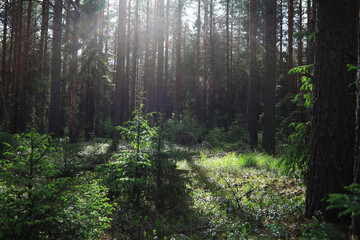 Fir branches with cones. Pinery. Trees in the forest. Glare of the sun.