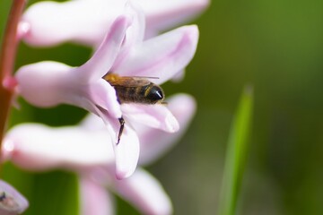 Bee on pink hyacinth flower. close up collecting pollen in a blooming garden