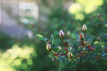 Spring nature background. Forest landscape. Green trees and grass on a spring morning.