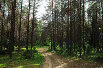 Fir branches with cones. Pinery. Trees in the forest. Glare of the sun.