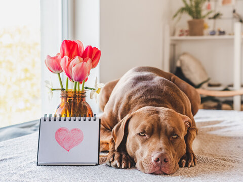 Charming, loveable brown puppy, notepad and painted heart. Daylight. Close-up, indoors. Congratulations for family, relatives, loved ones, friends and colleagues. Pets care concept