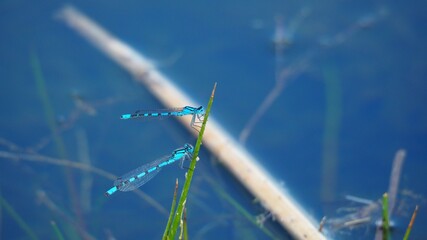 dos libélulas de color azul y negro abrazadas a un junco verde, lérida, españa, europa