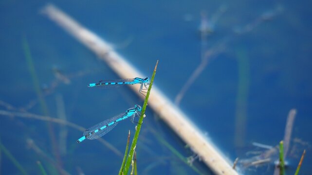 dos lib&eacute;lulas de color azul y negro abrazadas a un junco verde, l&eacute;rida, espa&ntilde;a, europa