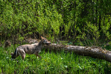 Grey Wolf (Canis lupus) in the forest Bieszczady Mountains, Carpathians, Poland.