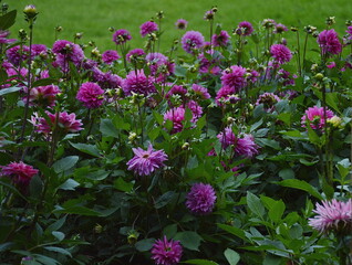 A flowerbed of bright purple dahlias