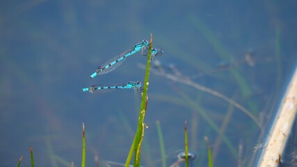 tres libélulas cogidas a un junco, cuerpo de anillos azules y negros, seis patas cubiertas con finos pelos para atrapas los insectos, lérida, españa, europa