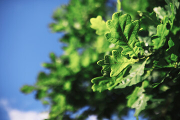 Spring nature background. Forest landscape. Green trees and grass on a spring morning.