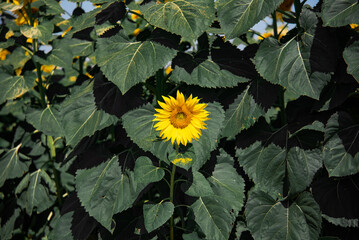 sunflower with big green leaves.