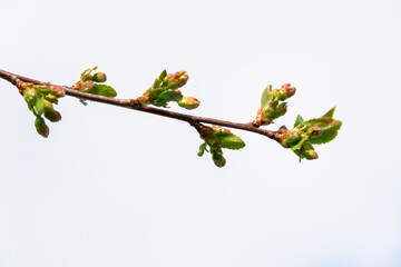A branch with blooming flowers and leaves of an apple tree.