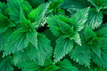Photo of a plant nettle. Nettle with fluffy green leaves. Background Plant nettle grows in the...