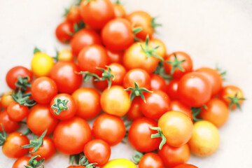 Fresh farm cherry tomatoes on the branches are harvested by the farmer.