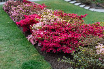 Beautiful Garden with blooming trees and bushes during spring time, Wales, UK, early spring flowering azalea shrubs