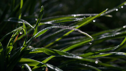 Fototapeta na wymiar dew on the grass in the morning 