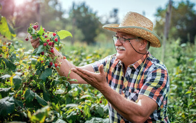 Senior man working in the garden, picking raspberries. Hobbies and leisure, gardening