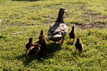 little ducks with her mother