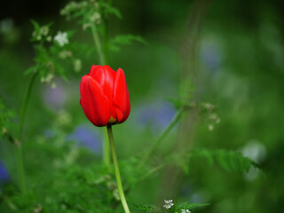 Obraz premium Single solitary red tulip grows in bracken woodland