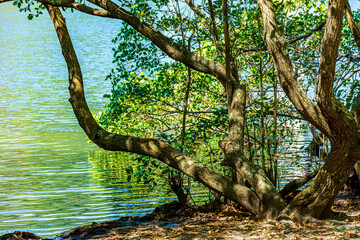 Typical mangrove vegetation with gnarled trees on the coast of southeastern Brazil
