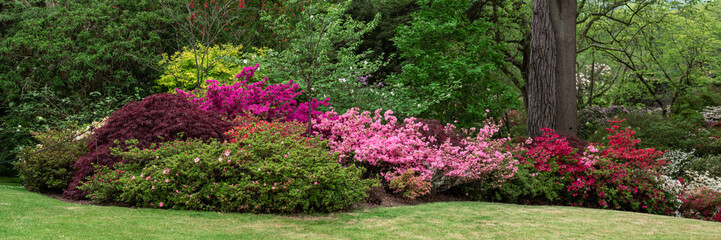 Fototapeta na wymiar Beautiful Garden with blooming trees and bushes during spring time, Wales, UK, banner size