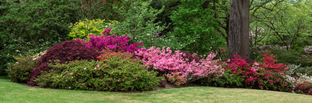 Beautiful Garden with blooming trees and bushes during spring time, Wales, UK, banner size