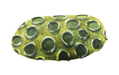A sea sponge from coral reefs. Green, abstract, an object from the collection of Tropical fish. The watercolor illustration is isolated. For decoration and decoration of postcards, souvenirs, banners.