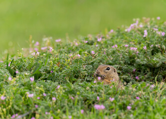 European ground squirrel (Spermophilus citellus) eating on a field of fresh greenery	
