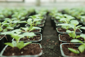 Greenhouse with a large variety of green plants. The concept of planting crops in spring.