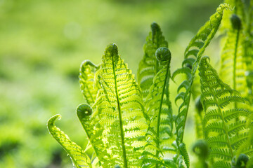 Colorful ferns leaves green foliage natural floral fern background in sunlight.