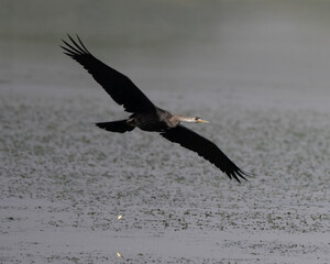 Indian Darter flying around a wetland trying to find a hunting ground