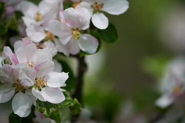 Fototapeta na wymiar Spring flowers and leaves. Pink apple flowers. Blooming apple tree.