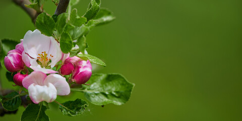 Blooming apple tree. Spring flowers and leaves. Pink apple flowers.