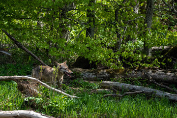 Grey Wolf (Canis lupus) in the forest Bieszczady Mountains, Carpathians, Poland.