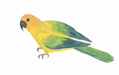 Watercolor painting yellow sun Aratingi parrot bird isolated on white