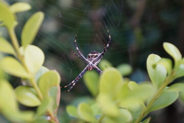 spider on a web