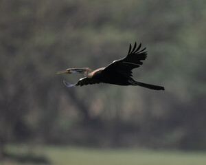 Indian Darter flying around a wetland trying to find a hunting ground
