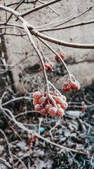 frost viburnum
