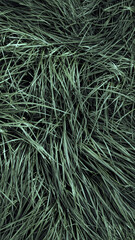 grass background