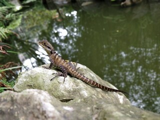 Australian water dragon or Intellagama Iesueurii
