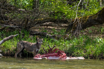 Gray wolf (Canis lupus) eating a hunted deer. Bieszczady Mountains, Carpathians, Poland.