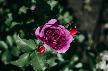 pink rose in the garden