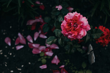 pink roses in a garden