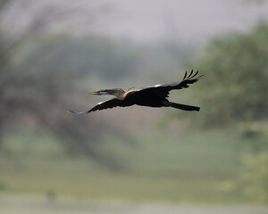 Indian Darter flying around a wetland trying to find a hunting ground