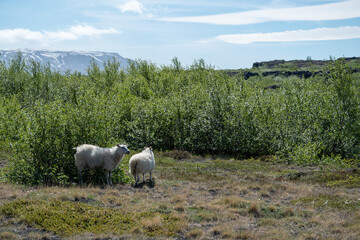 Schafe auf dem Weg zwischen Dimmuborgir und Grjotagja im Norden von Island. Eine Landschaft...