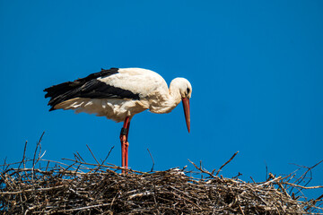 White stork stands in the nest with its beak open, cloudless blue sky © Axel Jahnke