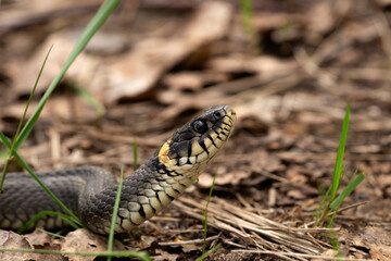 Already ordinary (Natrix natrix) among last year's foliage.Already with his head raised in a tense pose.A reptile in the wild.